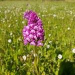 Anacamptis pyramidalisFloare