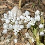 Allium neapolitanum Blüte