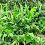 Hedychium gardnerianum ᱛᱟᱦᱮᱸ