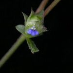 Rungia pectinata Flower