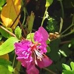 Clarkia unguiculata Blüte