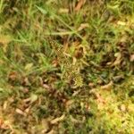 Carex vulpinoidea Flower