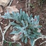 Pardoglossum cheirifolium Blomst