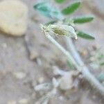 Astragalus asterias Fruit