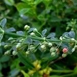 Scoparia dulcis Plod