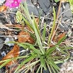 Armeria alpina Habitus