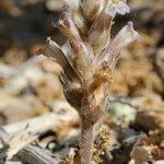 Orobanche rosmarina Habitatea