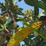 Meryta denhamii Fruto