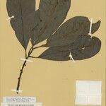 Pouteria oblanceolata Лист