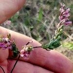 Odontites vernus Flower