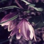 Fritillaria pluriflora Fiore
