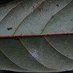 Coelocaryon preussii Hoja