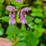 Lamium maculatumFlors