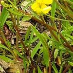 Ranunculus flammula Blad