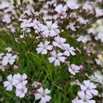 Gypsophila repensFlower