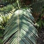 Cycas circinalis Folha