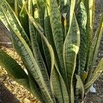 Sansevieria trifasciata ഇല