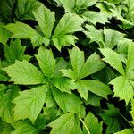 Rodgersia podophylla Levél