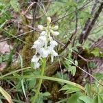 Orchis olbiensisFlors