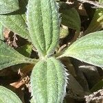 Tuberaria lignosa Blatt