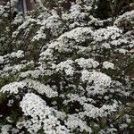 Spiraea × vanhouttei Tervik taim