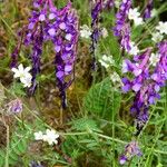 Vicia eriocarpa Blad