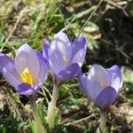 Crocus carpetanus Blüte