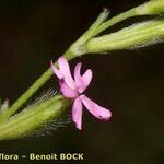Silene scabriflora Flower