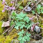 Corydalis solidaList