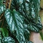 Cissus discolor Leaf