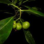 Bourreria costaricensis 果實