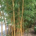 Phyllostachys aureosulcata পাতা