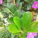 Bignonia magnifica Leaf