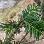 Taxus baccata 叶