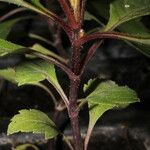 Dahlia spp. Casca