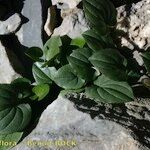 Dioscorea pyrenaica Leaf