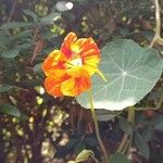 Tropaeolum majusFlower