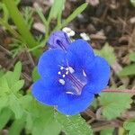 Phacelia campanularia പുഷ്പം