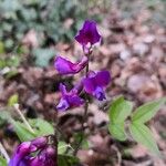 Lathyrus vernus Fula
