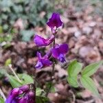 Lathyrus vernus 花