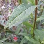 Doellingeria umbellata Hoja
