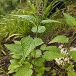 Stachys sylvatica Leaf