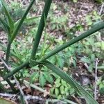 Tradescantia ohiensis Azala