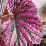 Begonia brevirimosa Leaf