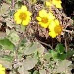 Encelia canescens Blad