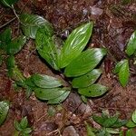 Pharus latifolius Habit