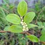 Ziziphus mauritiana Flower