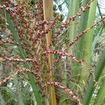 Butia capitata ফুল