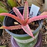 Cryptanthus zonatus Φύλλο