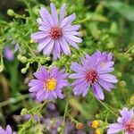 Symphyotrichum oolentangiense 花